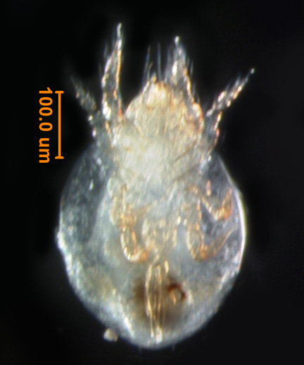 Photo of M1 (ventral)