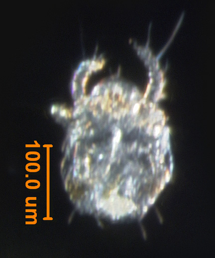 Photo of M3 (ventral)