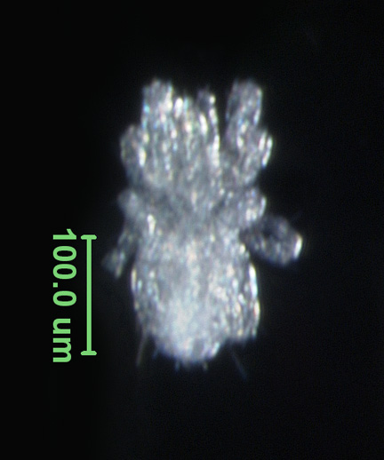 Photo of N3 (ventral)