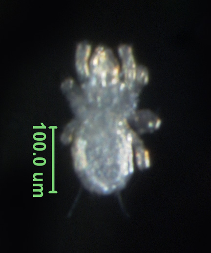 Photo of N4 (ventral)