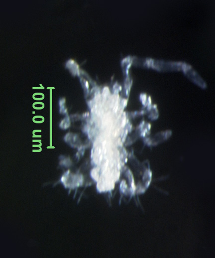 Photo of O4 (ventral)