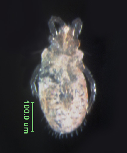 Photo of P4 (ventral)