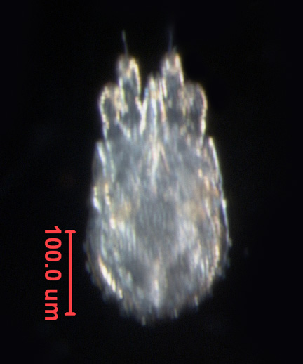 Photo of P5 (ventral)