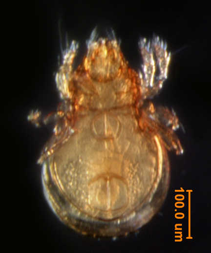 Photo of P6 (ventral)