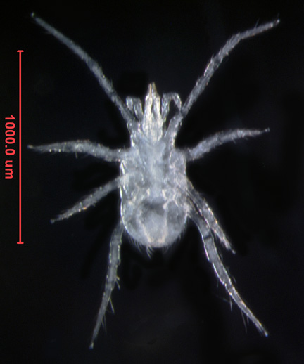Photo of Q3 (ventral)