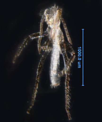Photo of Q (ventral)