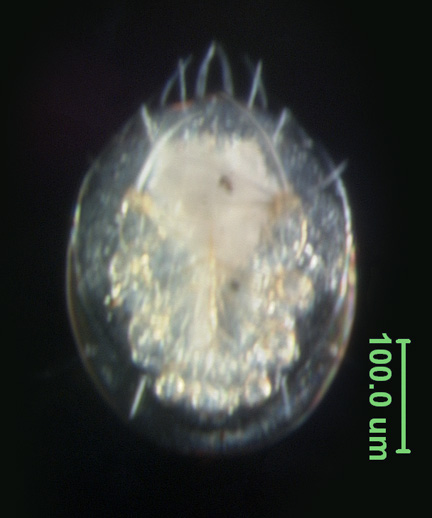 Photo of R1 (ventral)