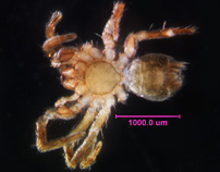 Photo of R3 (ventral ♂ )