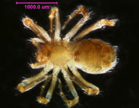 Photo of R3 (ventral ♀ )