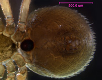 Photo of S2 (epigynum and spinneret detail)