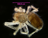Photo of S5 (ventral)