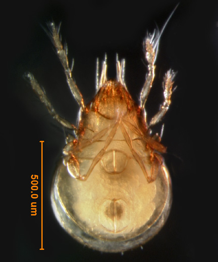 Photo of T1 (ventral)