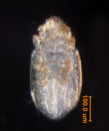 Photo of T3 (ventral)