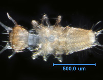 Photo of T5 (ventral)