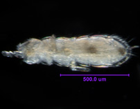 Photo of U1 (ventral)