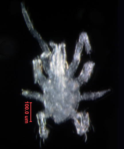 Photo of V2 (dorsal)