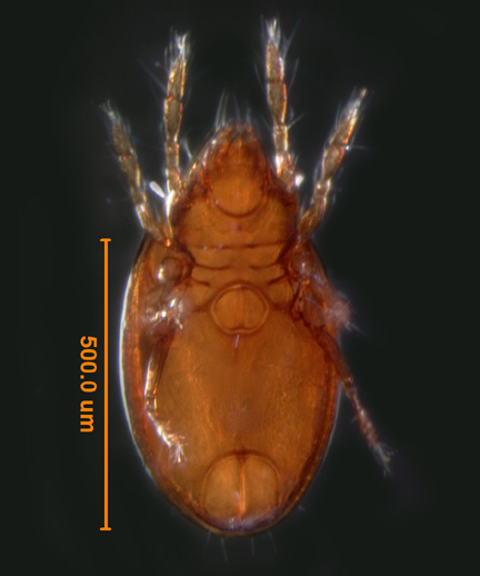 Photo of W3 (ventral)