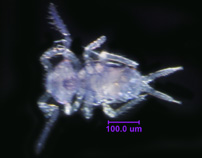 Photo of W4 (ventral)