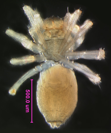 Photo of W (ventral)