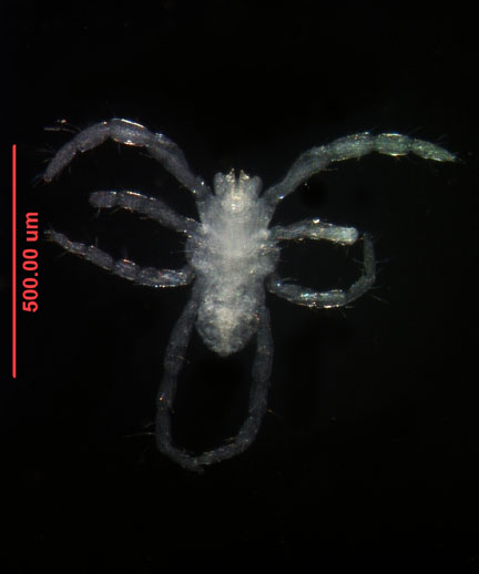 Photo of XB8 (dorsal)