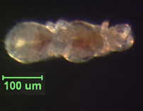 Photo of YG2 (ventral)