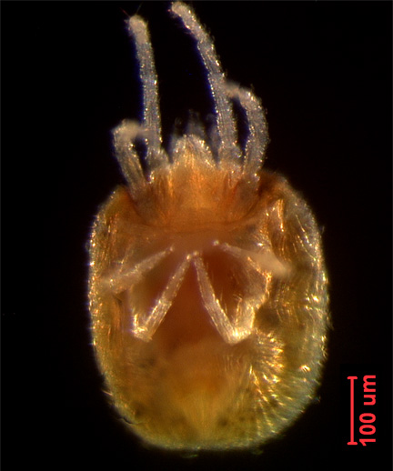 Photo of YG3 (ventral)