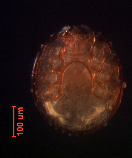 Photo of YI3 (ventral)