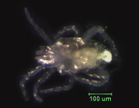 Photo of YK5 (ventral)