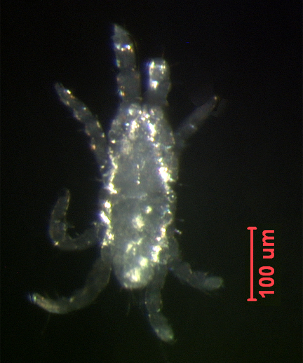 Photo of YM8 (ventral)
