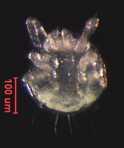 Photo of YM9b (ventral)