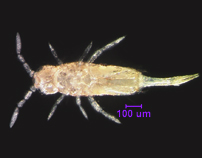 Photo of YM9 (ventral)