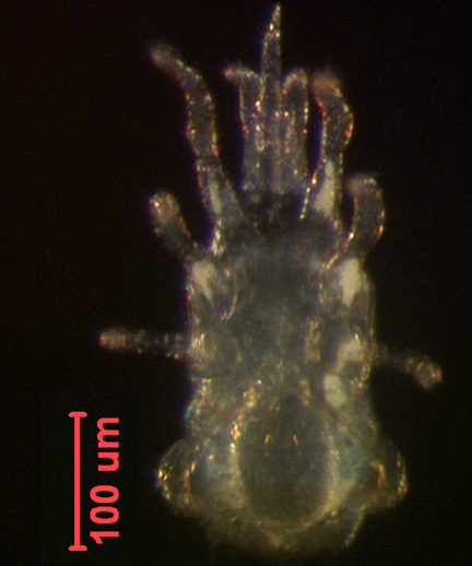 Photo of YS2 (ventral)