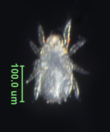 Photo of Z6 (ventral)