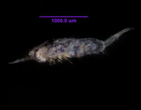 Photo of ZA2 (dorsal)