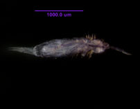 Photo of ZA2 (ventral)