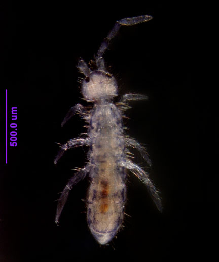 Photo of ZA6 (dorsal)
