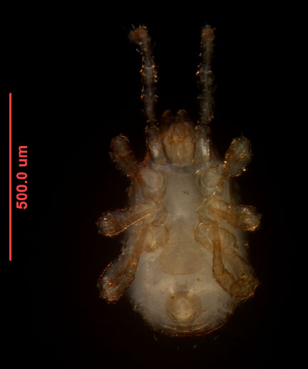 Photo of ZB3 (ventral)