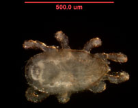 Photo of ZB5 (dorsal)