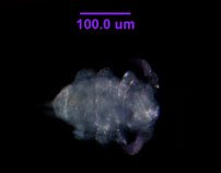 Photo of ZC9 (ventral)