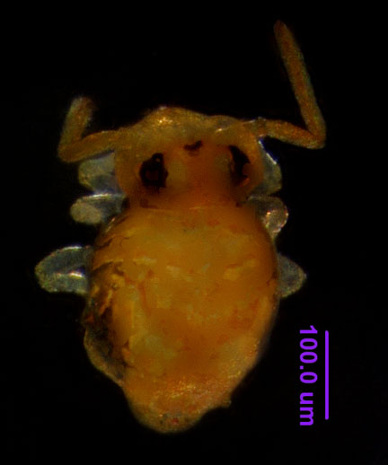 Photo of ZD1 (dorsal)