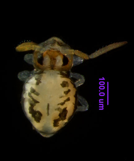 Photo of ZD5 (dorsal)
