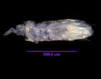 Photo of ZF1 (ventral)