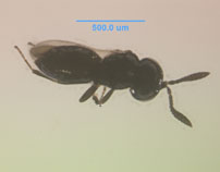 Photo of ZG2 (dorsal)