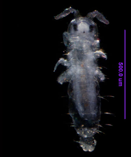 Photo of ZH1 (dorsal)