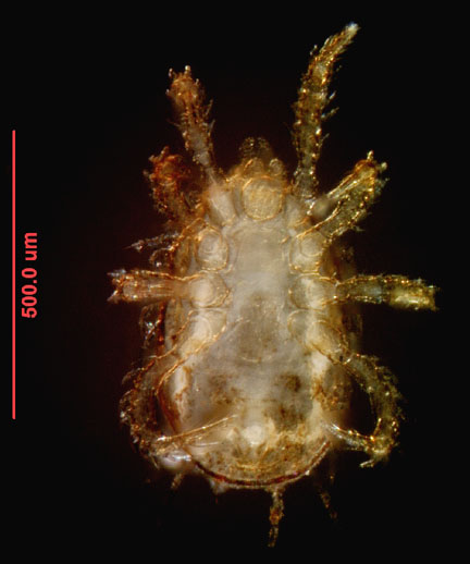 Photo of ZI2 (ventral)