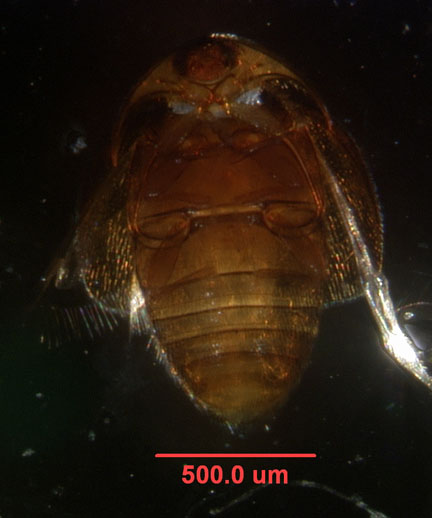 Photo of ZI7 (ventral)