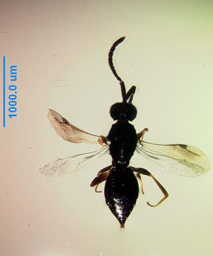 Photo of ZJ1 (dorsal)