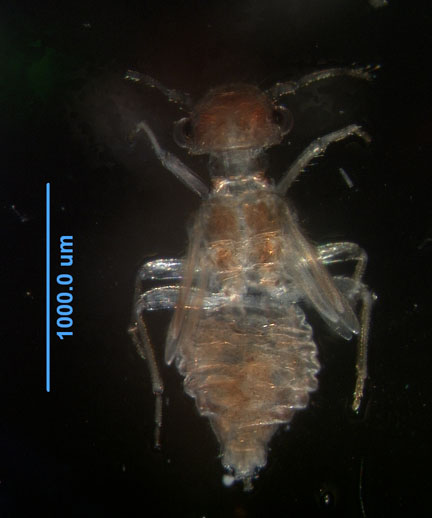 Photo of ZN8 (dorsal)