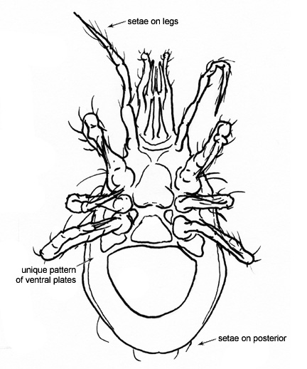 Drawing of 11C (ventral)
