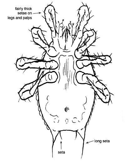 Drawing of 12A (ventral)